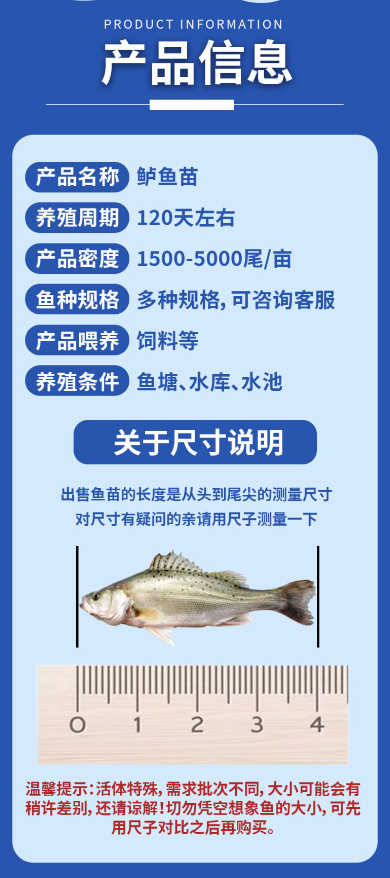 鲈鱼苗各种规格产地直供
