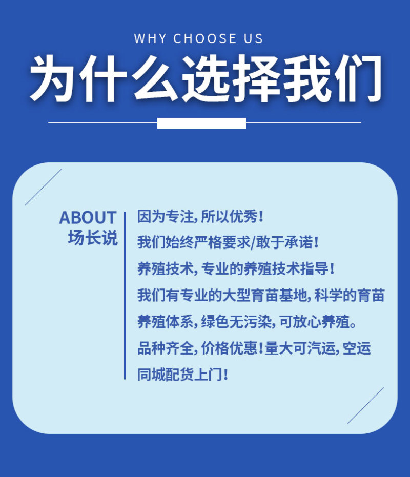 鲈鱼苗各种规格产地直供