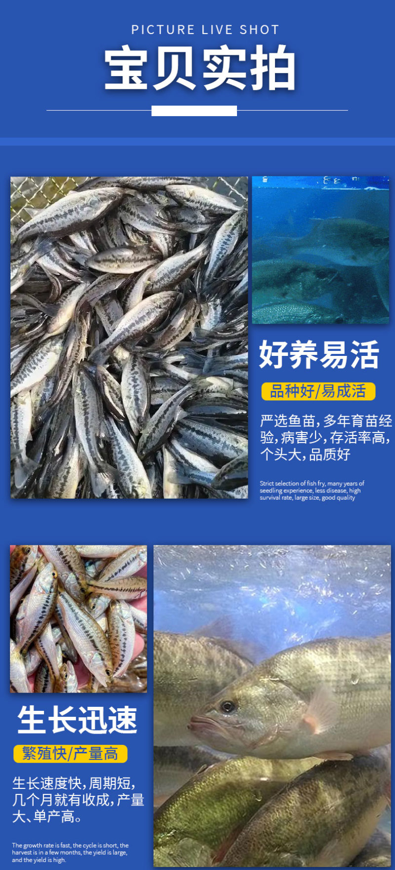 鲈鱼苗各种规格产地直供
