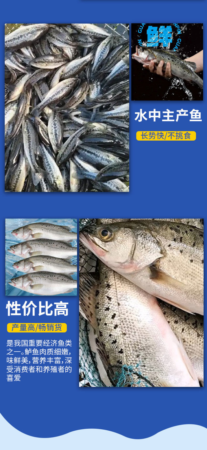 鲈鱼苗各种规格产地直供