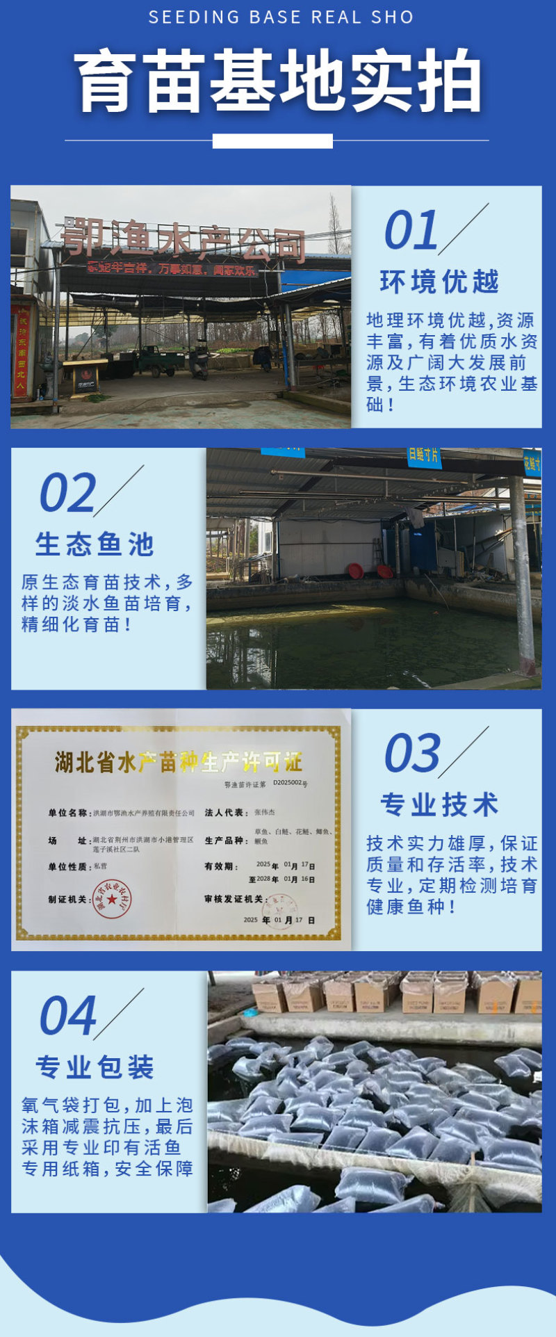 鲈鱼苗各种规格产地直供