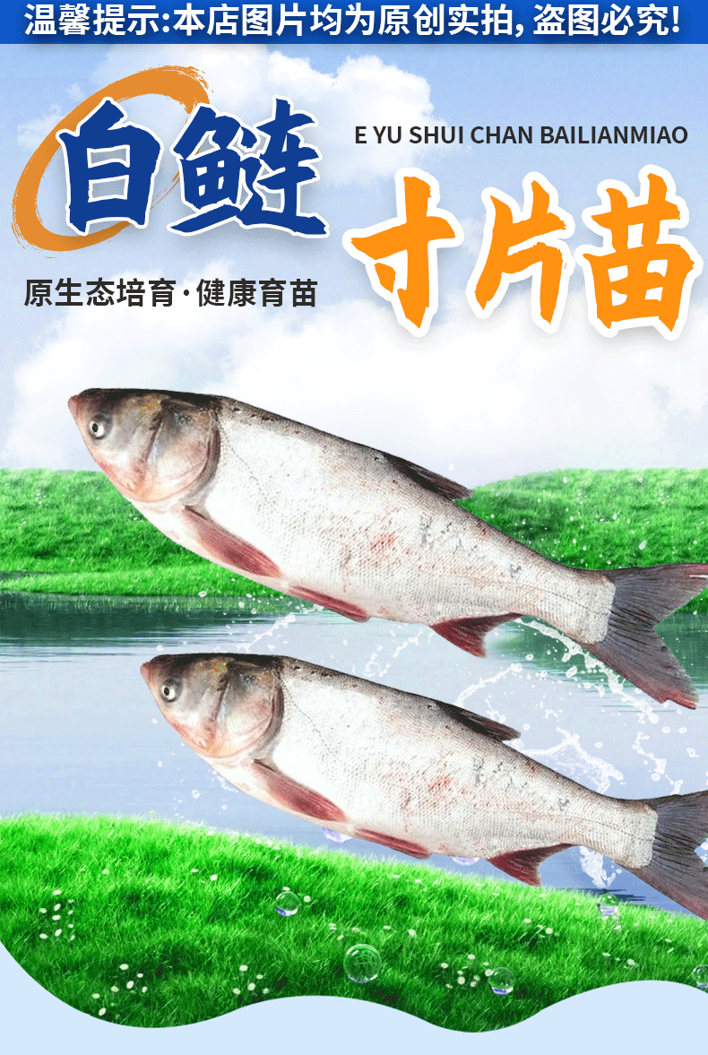 白鲢苗各种规格产地直供提供免费技术指导