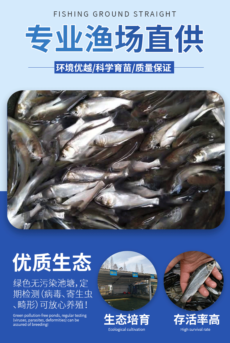白鲢苗各种规格产地直供提供免费技术指导