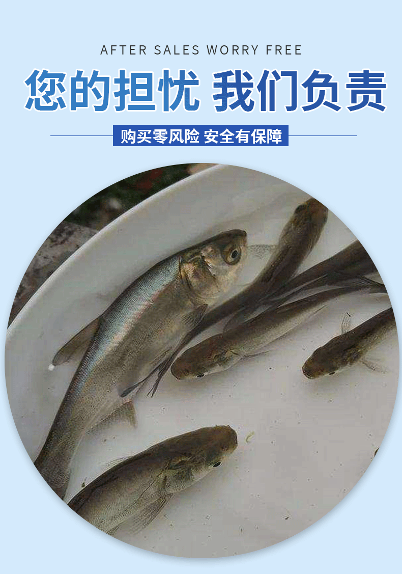 白鲢苗各种规格产地直供提供免费技术指导