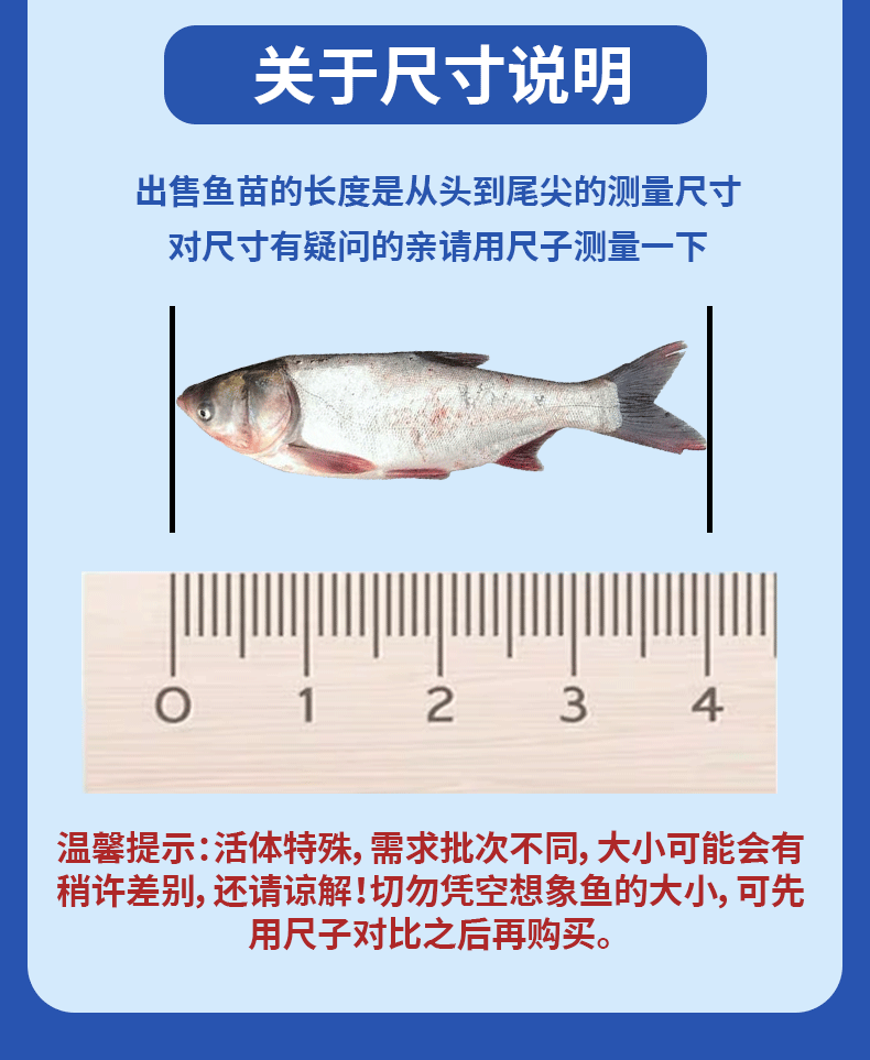 白鲢苗各种规格产地直供提供免费技术指导