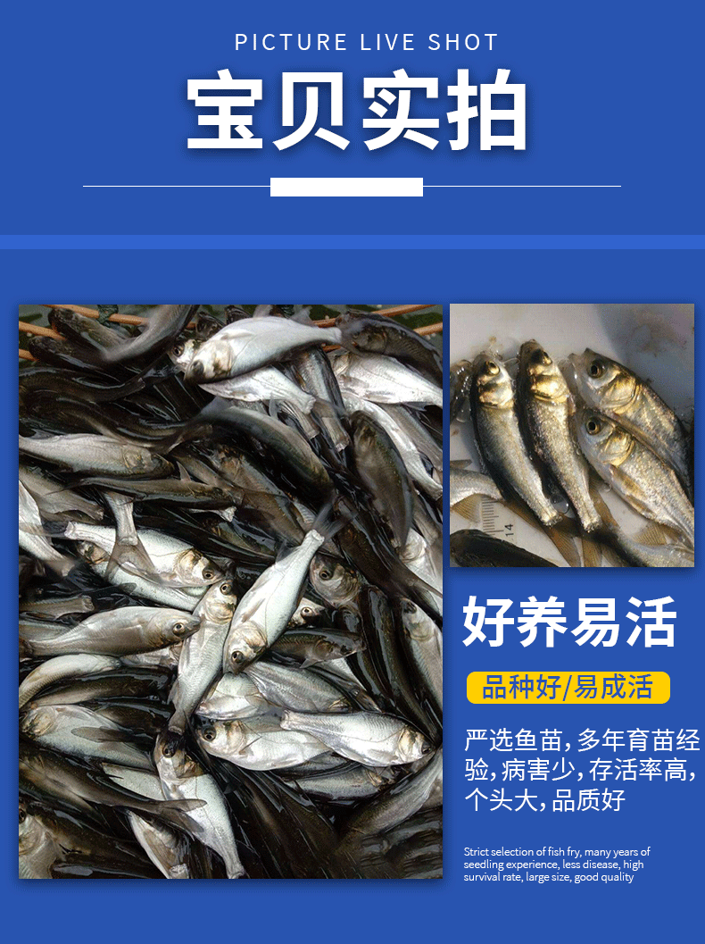 白鲢苗各种规格产地直供提供免费技术指导