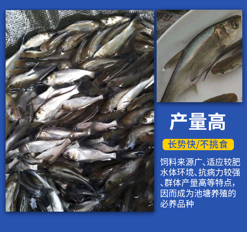 白鲢苗各种规格产地直供提供免费技术指导