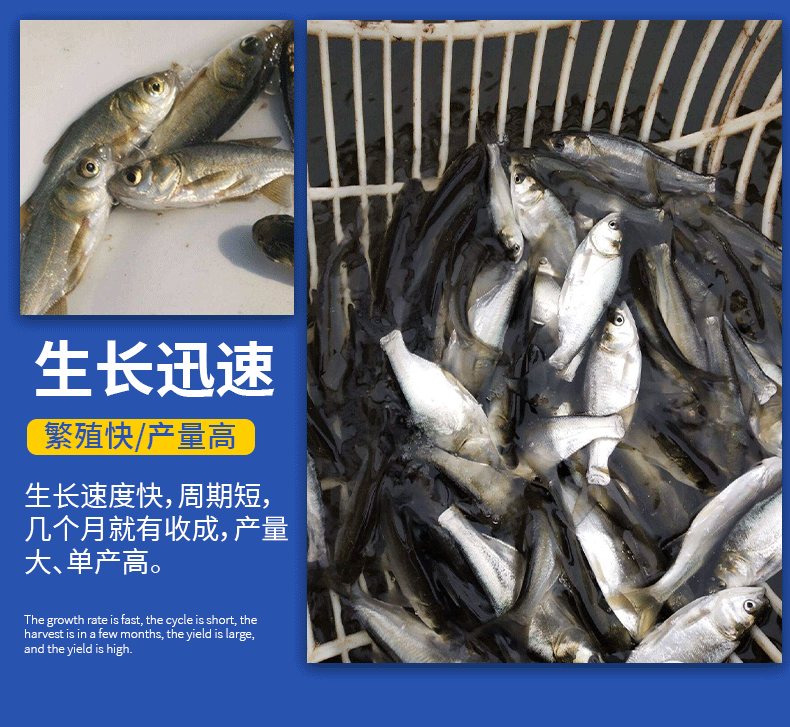 白鲢苗各种规格产地直供提供免费技术指导