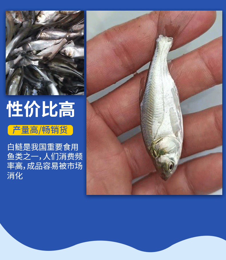 白鲢苗各种规格产地直供提供免费技术指导
