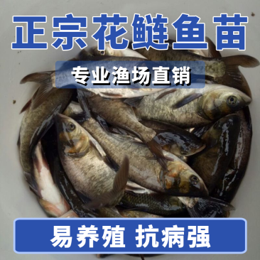 花鲢苗