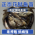 花鲢苗