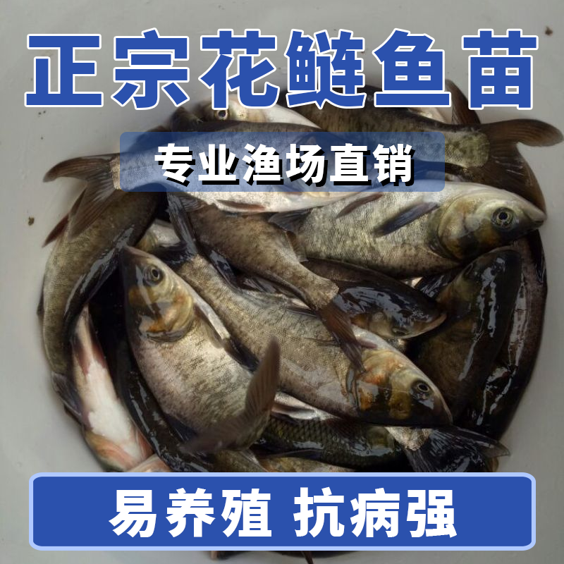 花鲢苗