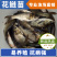 花鲢苗