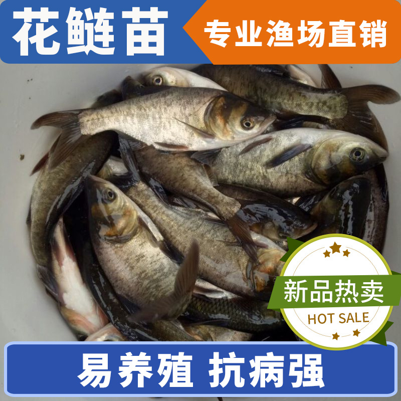 花鲢苗
