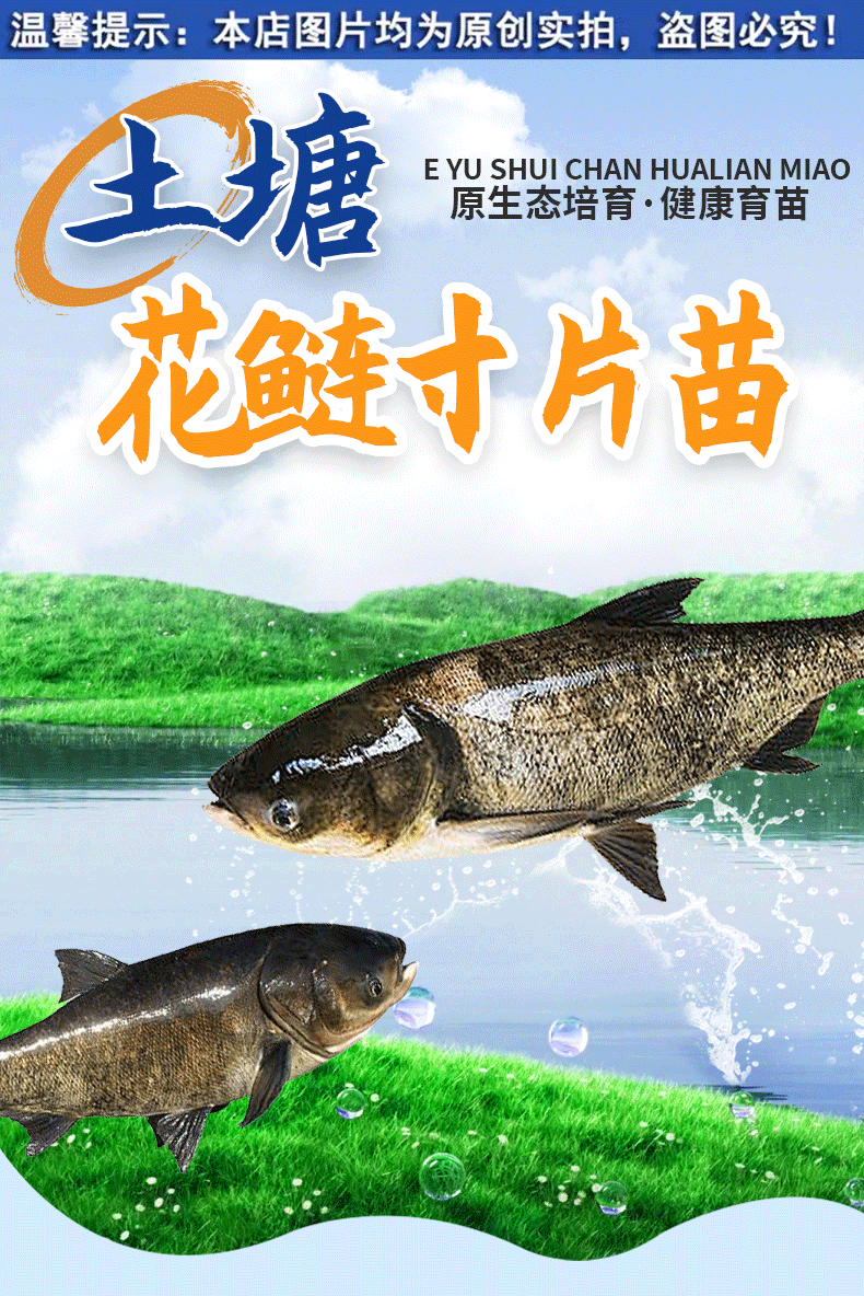 花鲢苗