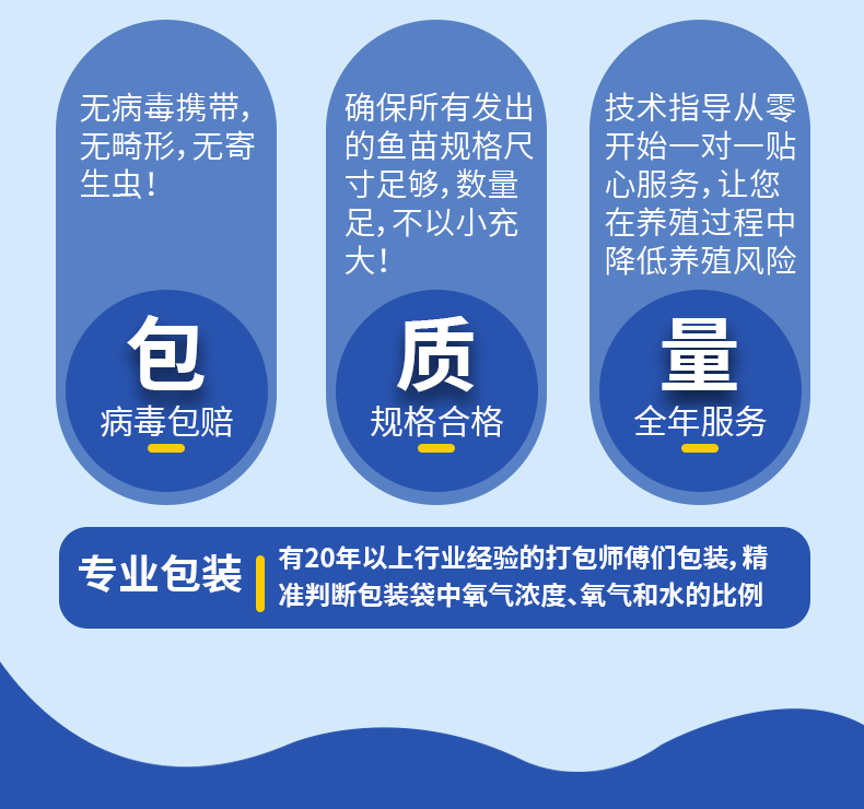 花鲢苗