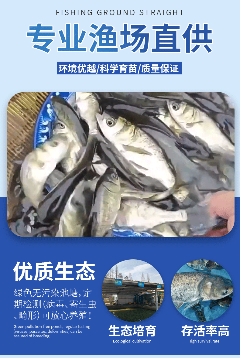 花鲢苗