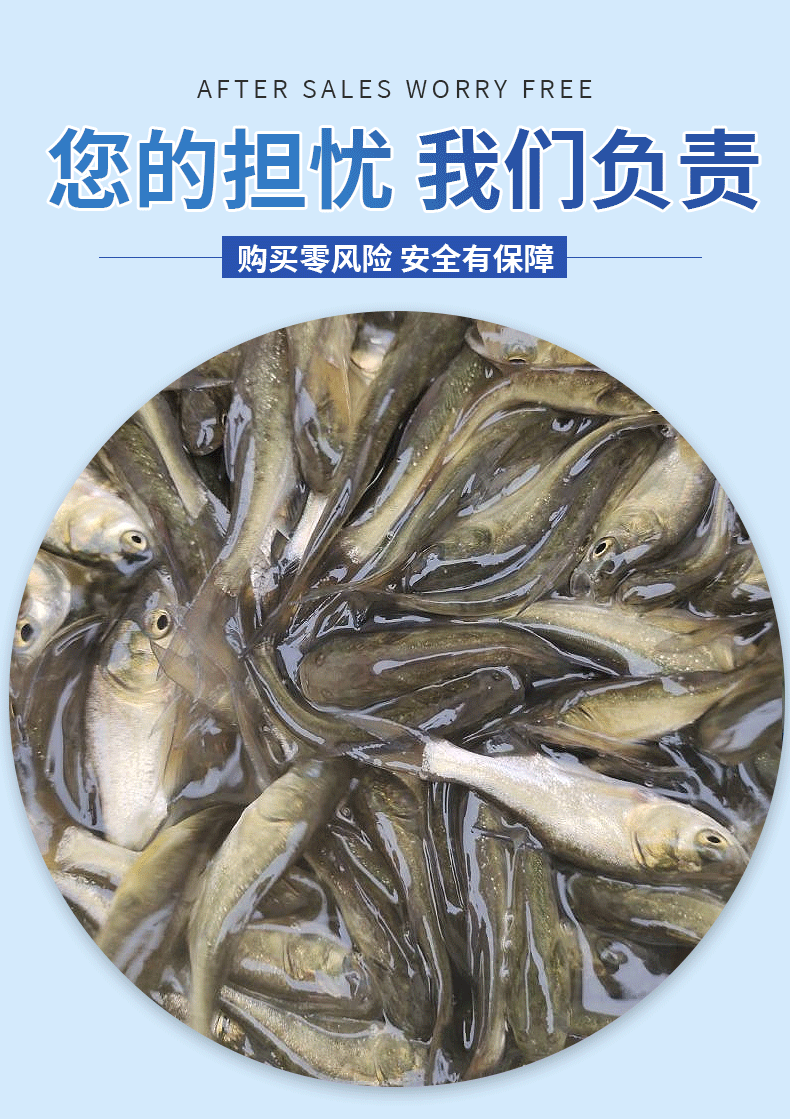 花鲢苗