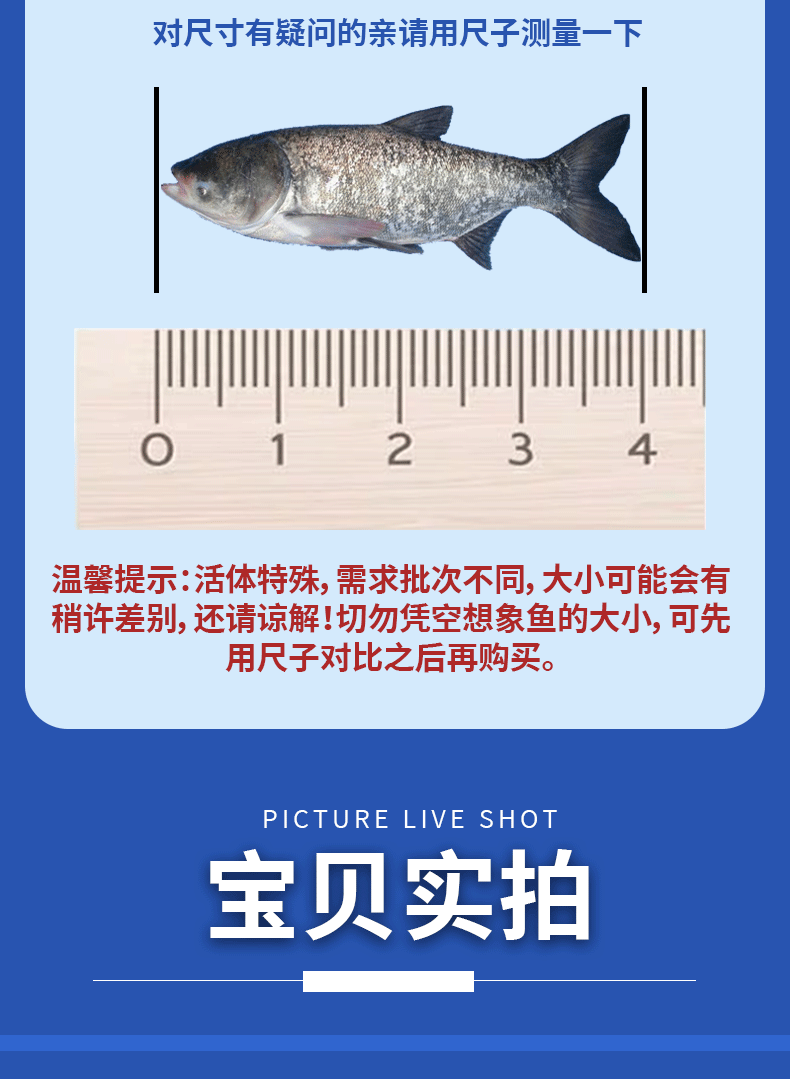花鲢苗