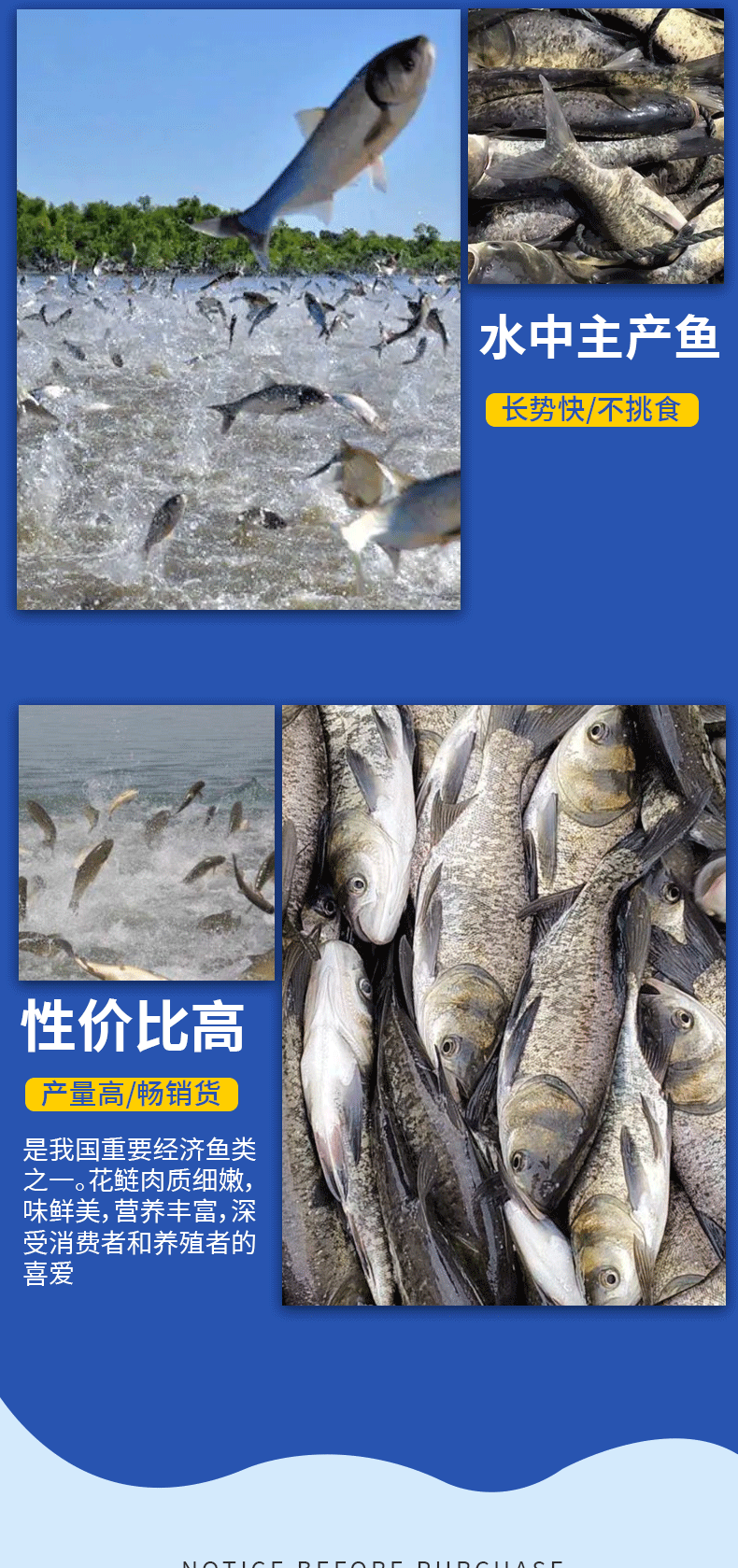 花鲢苗