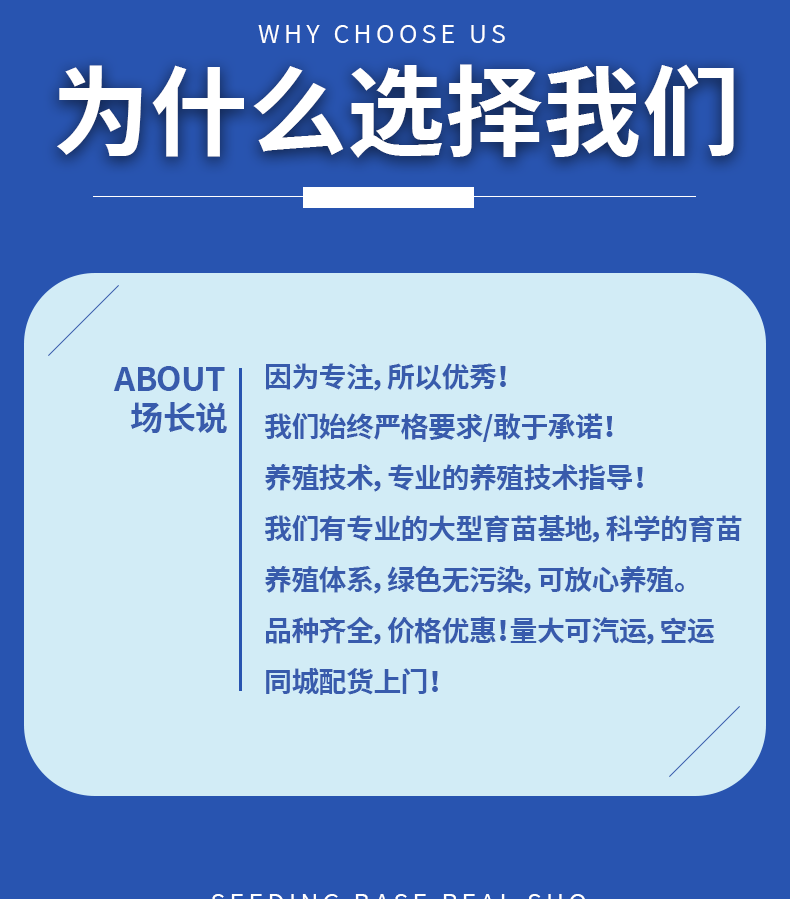 花鲢苗