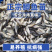 鲫鱼苗