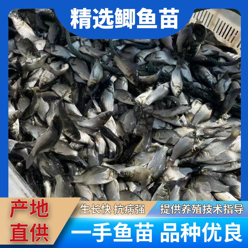 鲫鱼苗