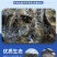 鲫鱼苗