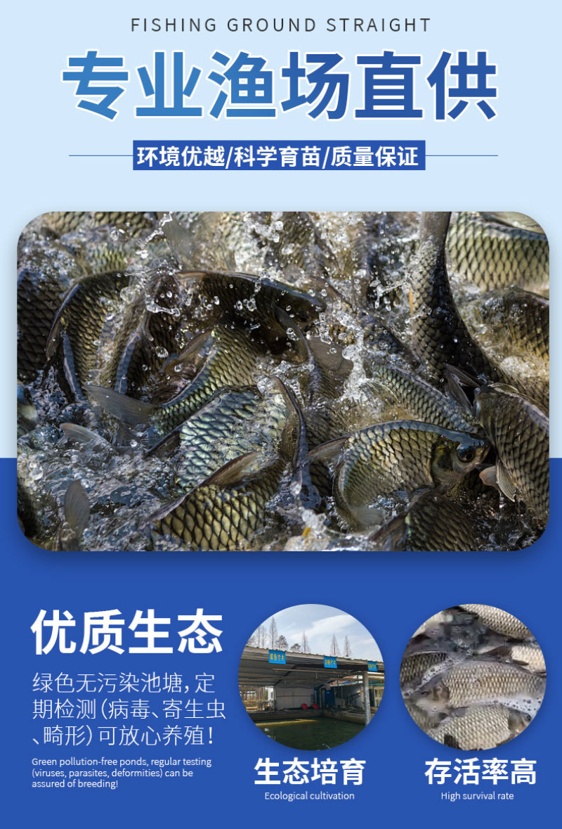 鲫鱼苗