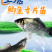 鲫鱼苗