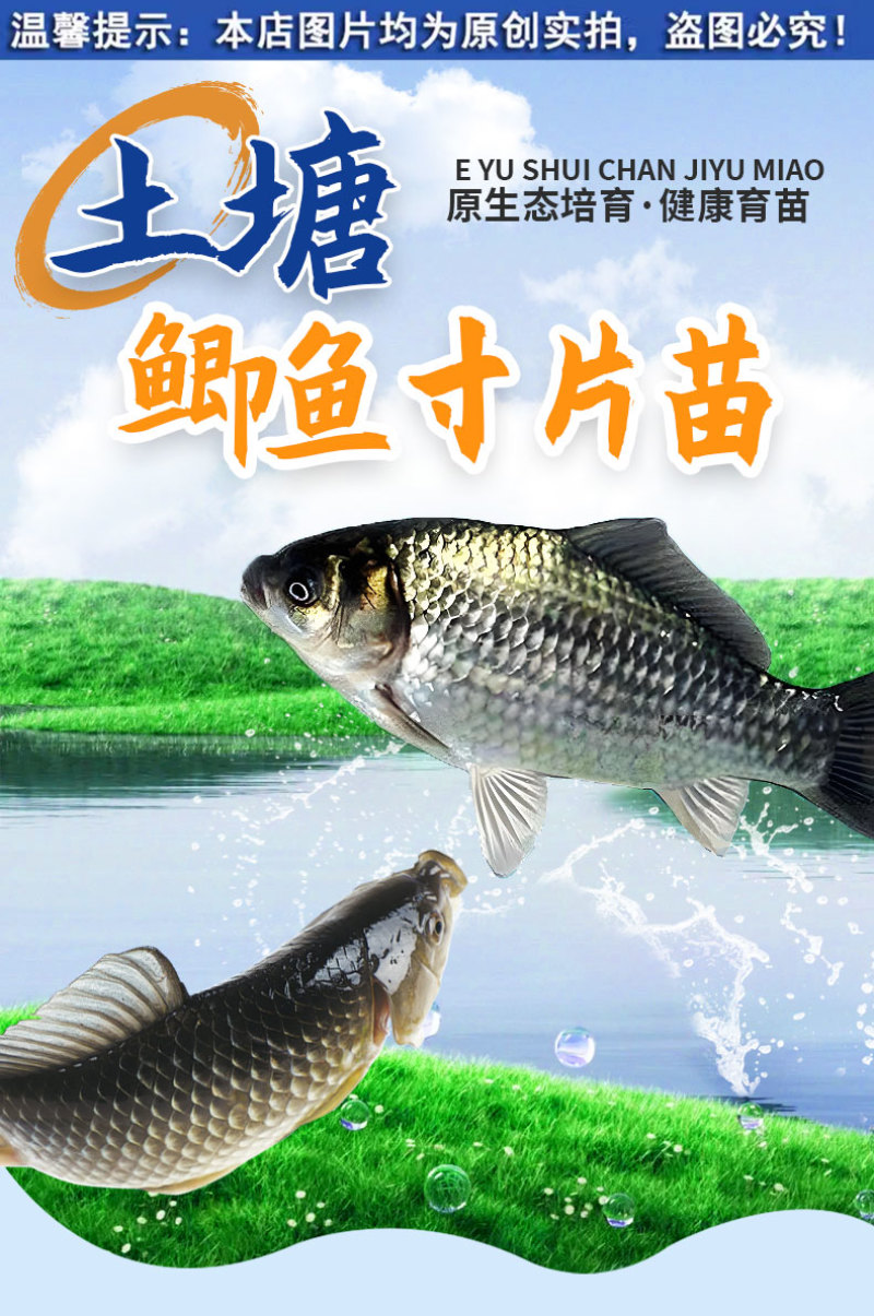 鲫鱼苗