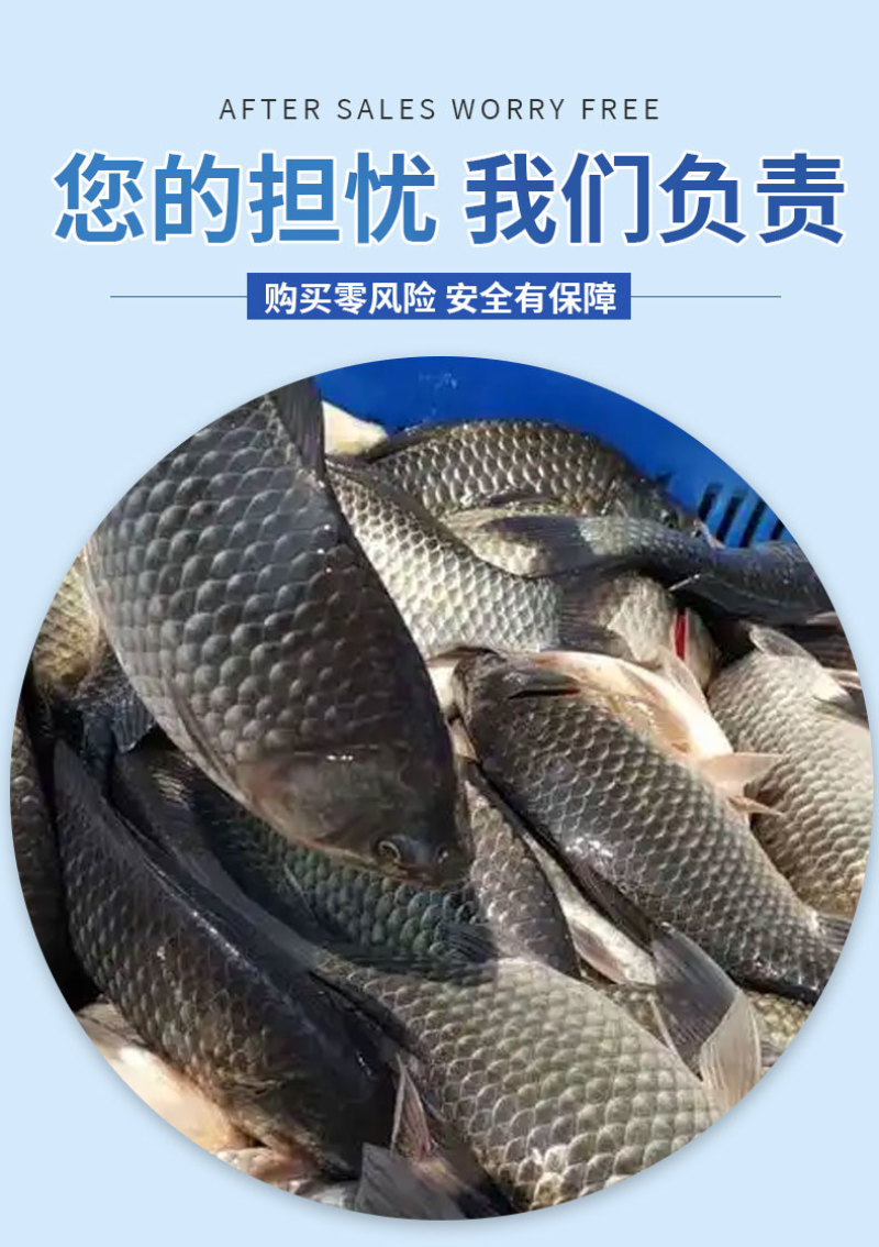 鲫鱼苗