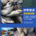 鲫鱼苗