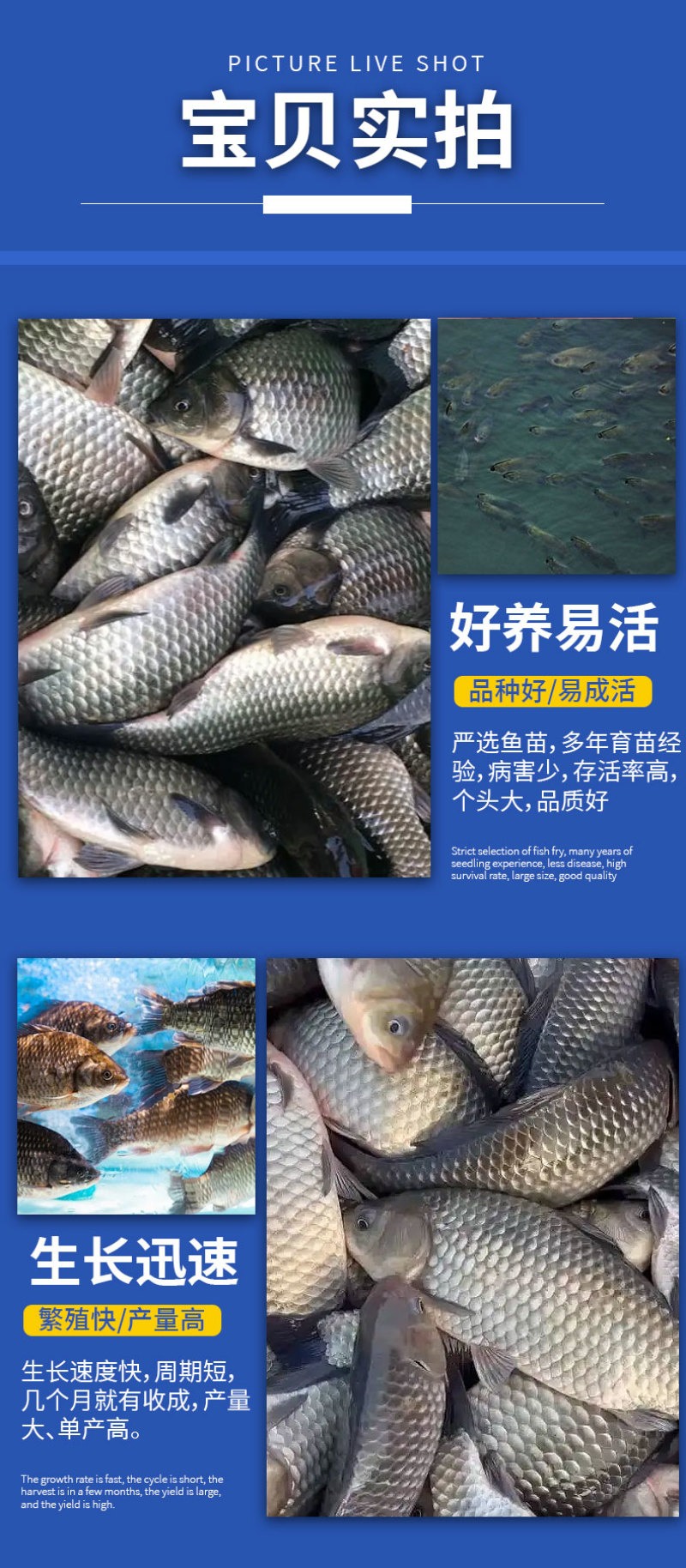 鲫鱼苗