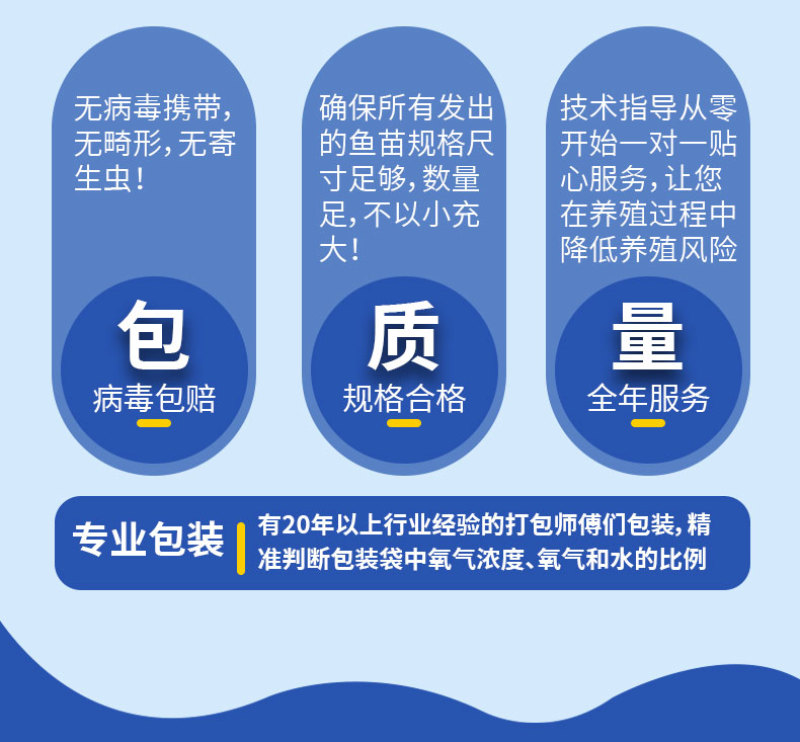 鲫鱼苗