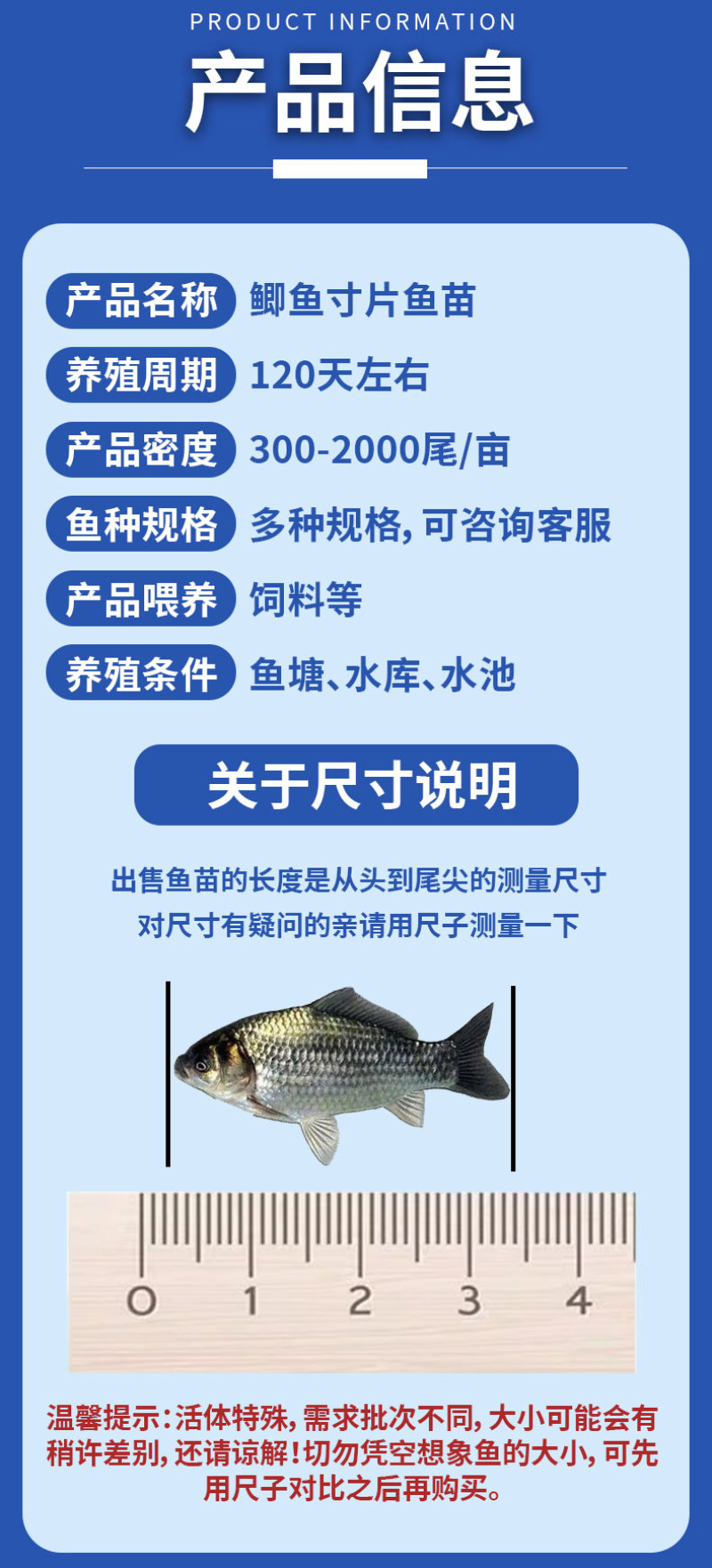 鲫鱼苗