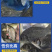 鲫鱼苗