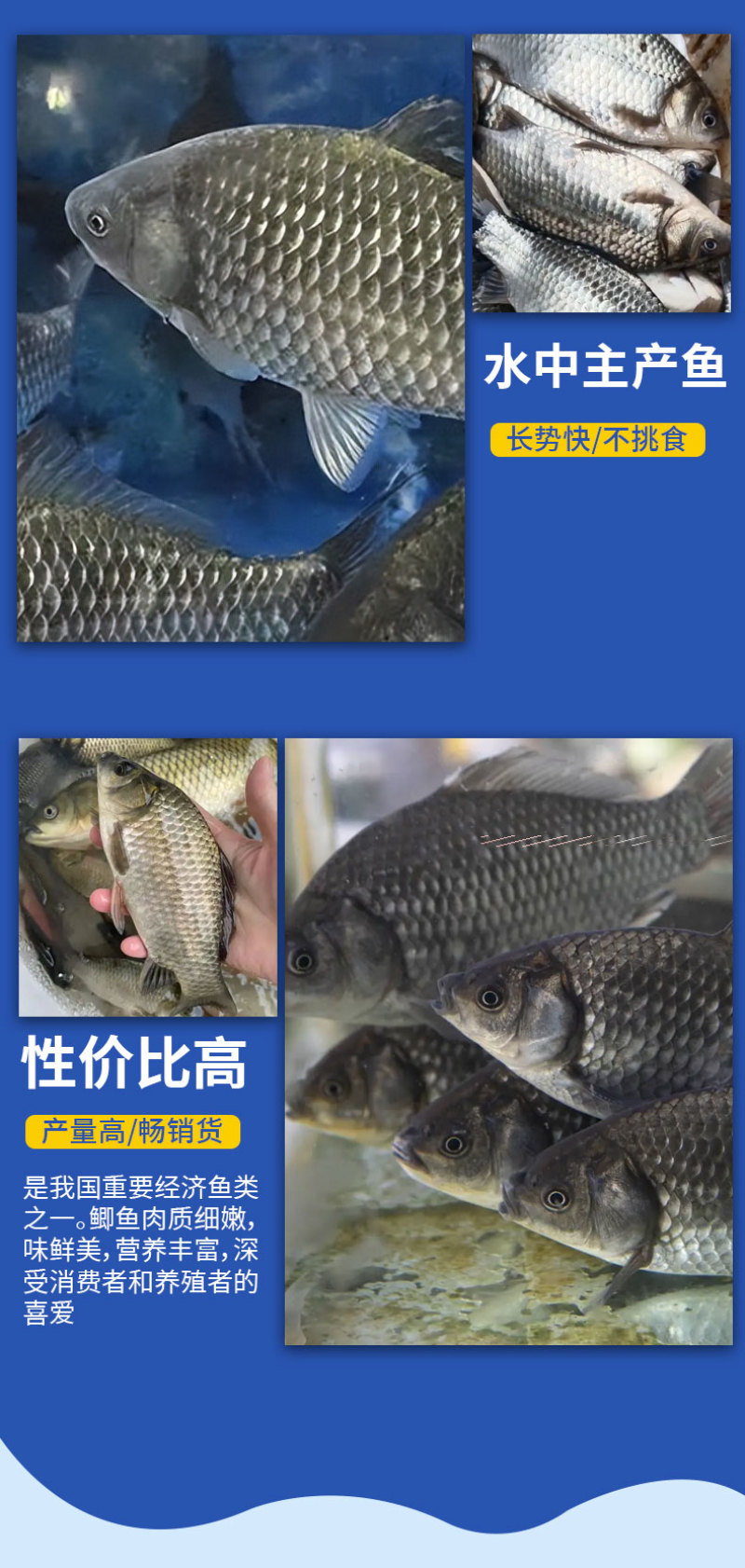 鲫鱼苗