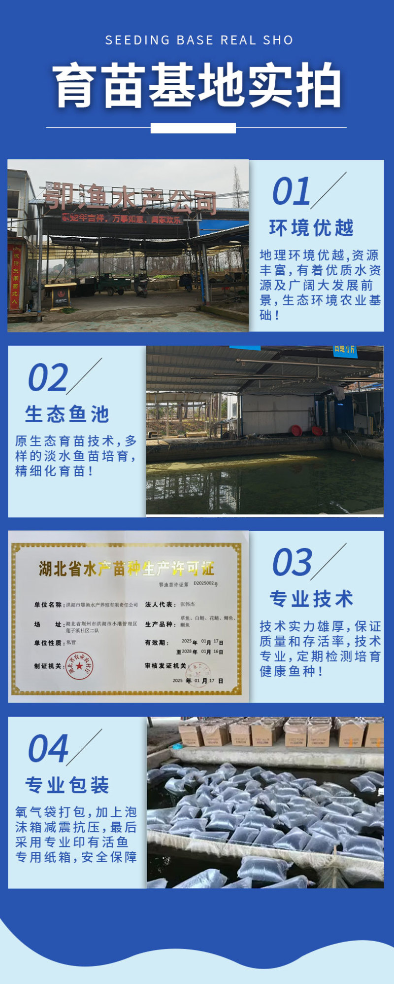 鲫鱼苗