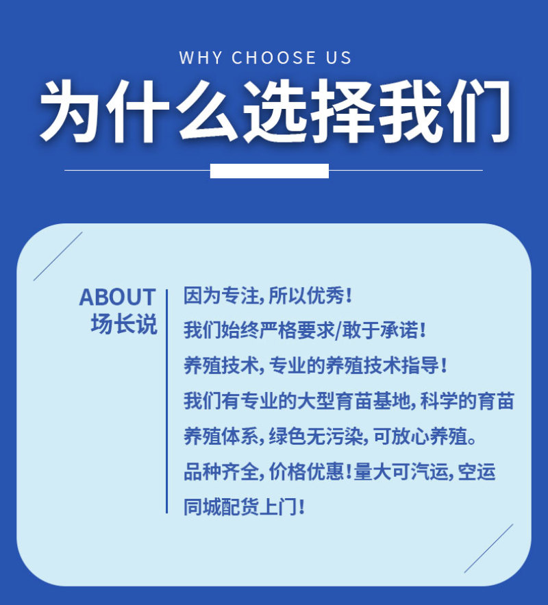 鲫鱼苗