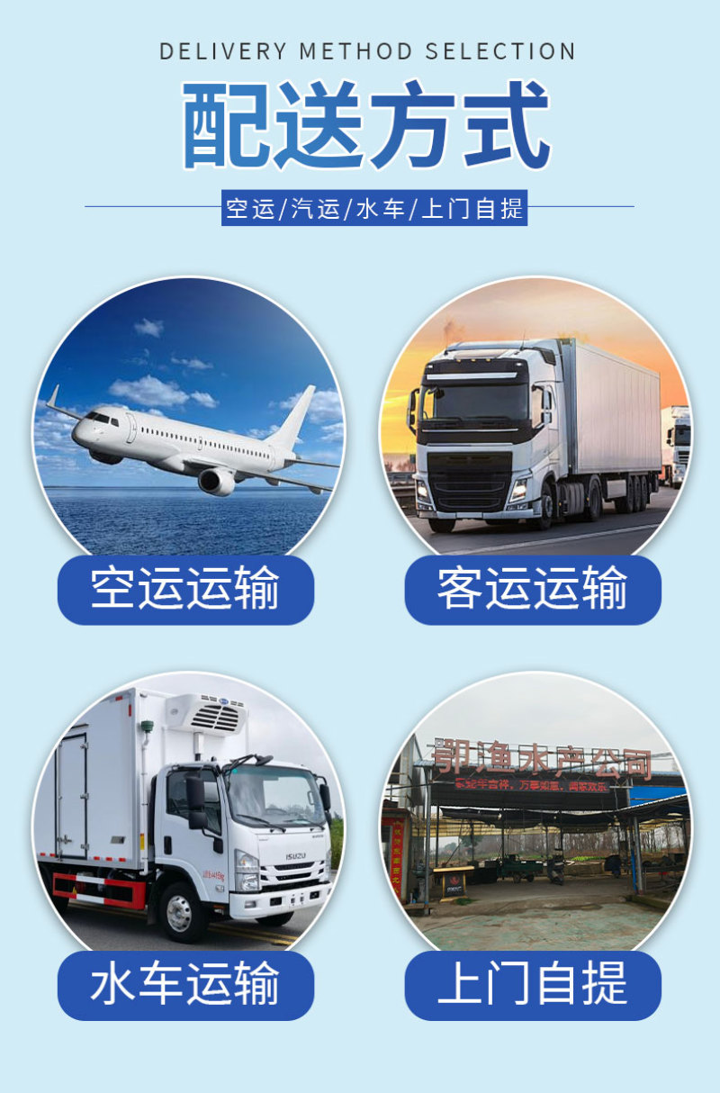 鲫鱼苗