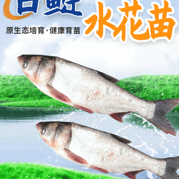 白鲢水花苗提供免费技术指导