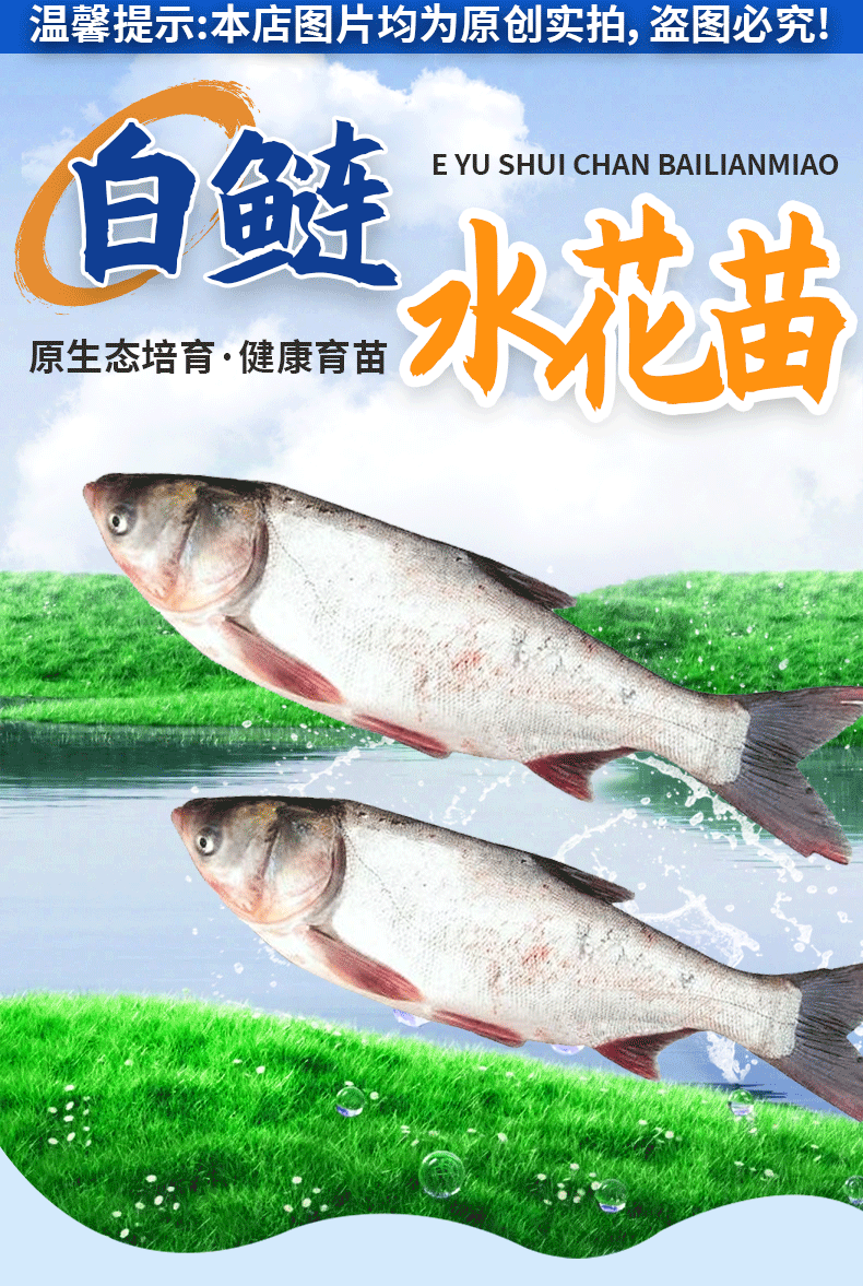 白鲢水花苗提供免费技术指导