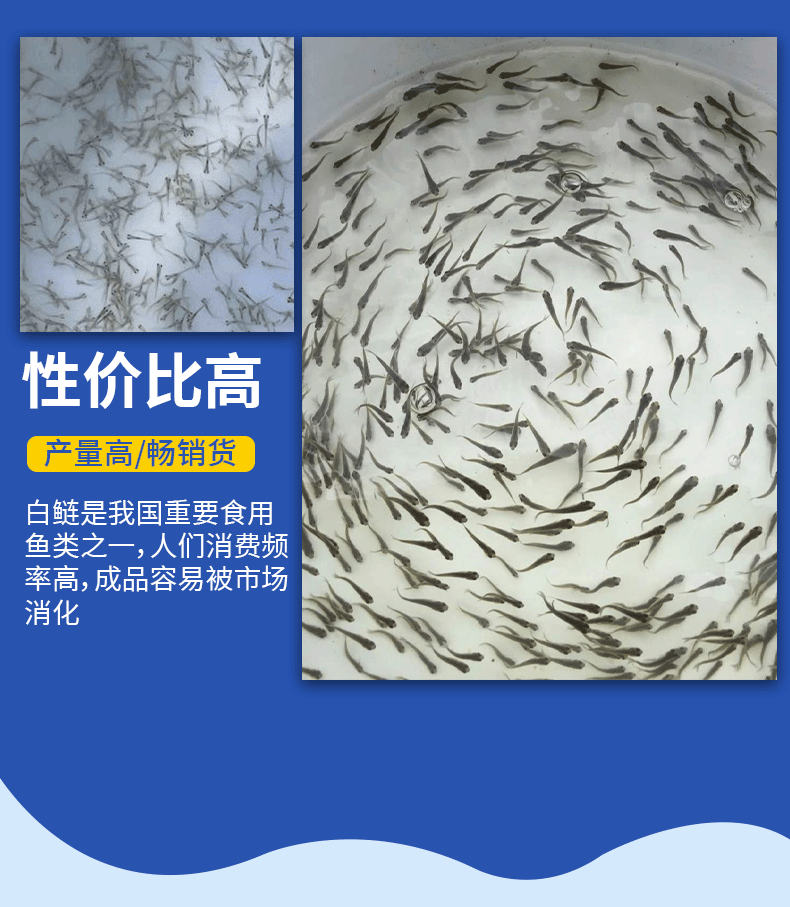 白鲢水花苗提供免费技术指导