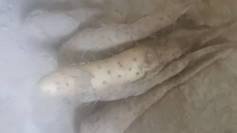 山东山药豆苗，品质保证，原产地直发，价格公道优惠