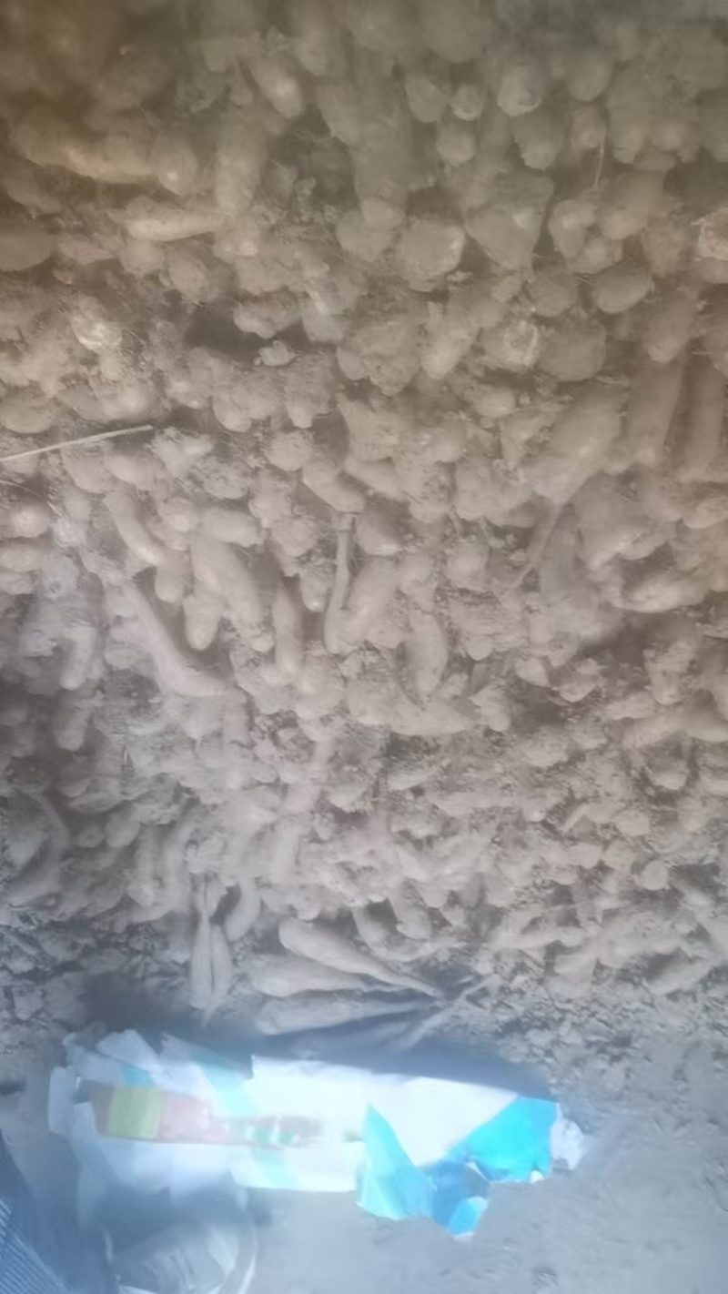 山东山药豆苗，品质保证，原产地直发，价格公道优惠