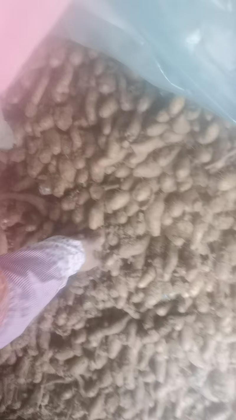 山东山药豆苗，品质保证，原产地直发，价格公道优惠
