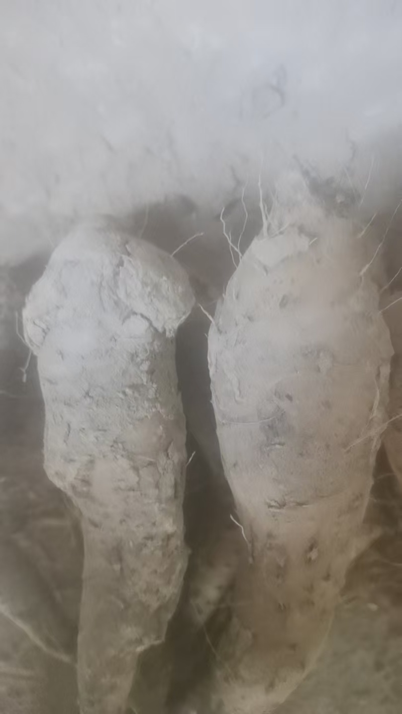 山东山药豆苗，品质保证，原产地直发，价格公道优惠