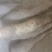 山东山药豆苗，品质保证，原产地直发，价格公道优惠