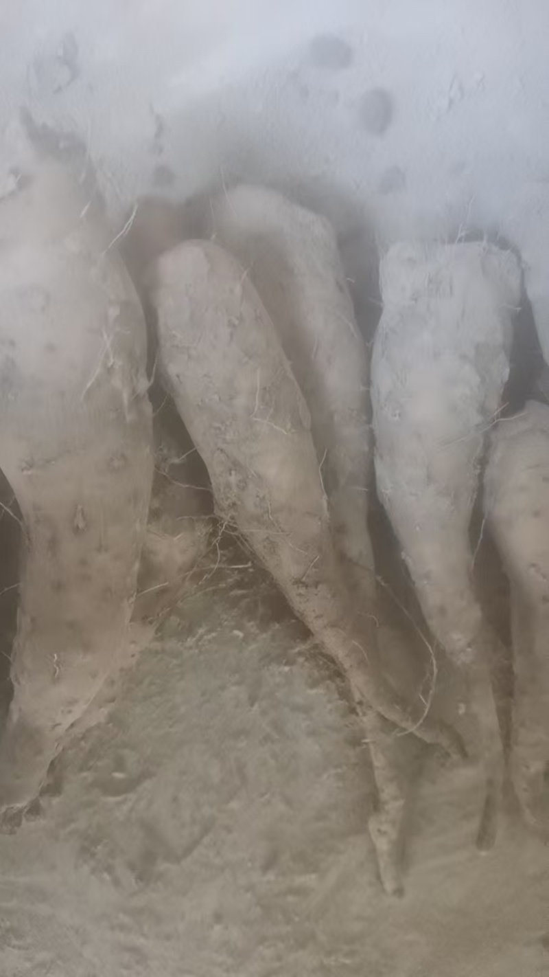 山东山药豆苗，品质保证，原产地直发，价格公道优惠